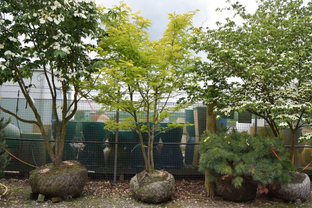 Gleditsia triacanthos 'Sunburst' 250-300 cm